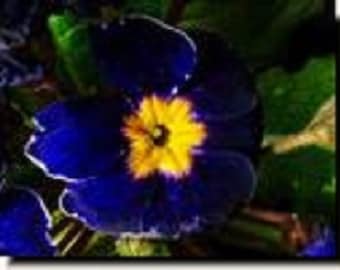 15+ Kobalt Primula Primel / Staude / Blumensamen.