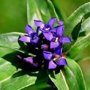 50+ Cruciata Star Gentian Gentiana / Shade-Loving / Perennial / Flower seeds.