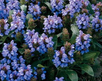 30+ Bella Blue Prunella / Ground Cover / Perennial / Flower Seeds.