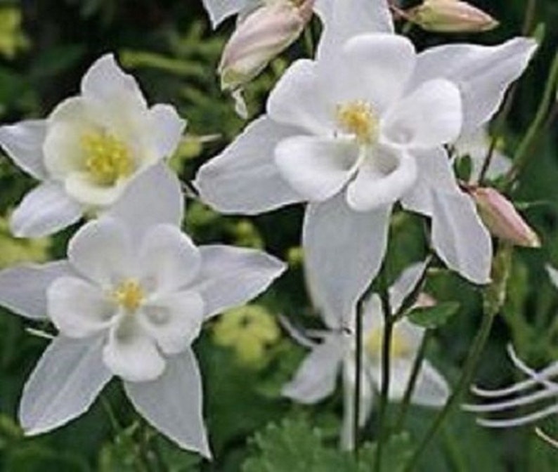 25 White Star Aquilegia Columbine / Perennial / Flower Seeds. image 1