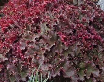 30+ Melting Fire Heuchera / Deer Reaistant / Ground Cover / Perennial / Flower Seeds.