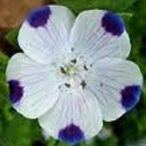 50+ Nemophila Five Spot / Ground Cover / Annual / Flower Seeds.