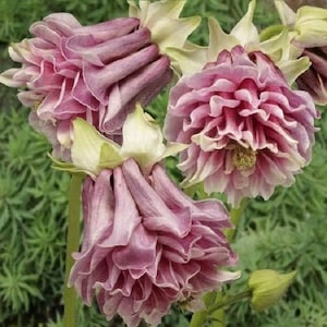 サボテン【ピンク花】 Yahoo!オークション - サボテン多肉植物 花サボテン ピンクの女王