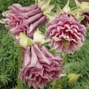 30+ Pink Petticoat Aquilegia / Columbine / Perennial / Flower Seeds.