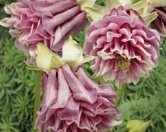 30+ Pink Petticoat Aquilegia / Columbine / Perennial / Flower Seeds.