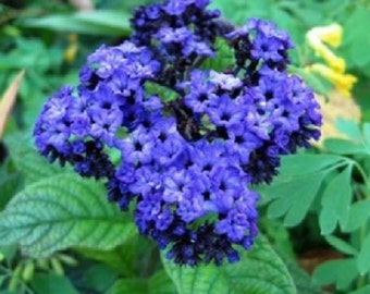 50+ Heioltrope Marine Blue / Perennial / Flower Seeds.