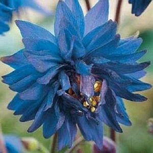 25+ Barlow Blue Aquilegia / Columbine / Perennial /Flower Seeds.
