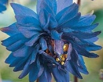 25+ Barlow Blue Aquilegia / Columbine / Perennial /Flower Seeds.