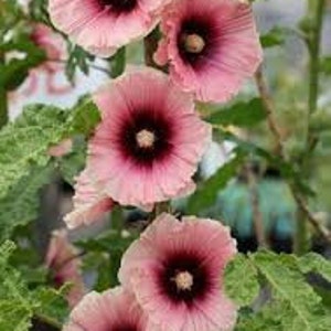 30+ Apricot Stockrose / Alcea Rosea / Staude / Blumensamen.