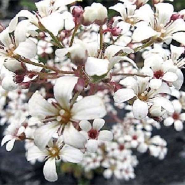 75+ "Spring Snow" Pure White Saxifraga / Anual / Semillas de flores.