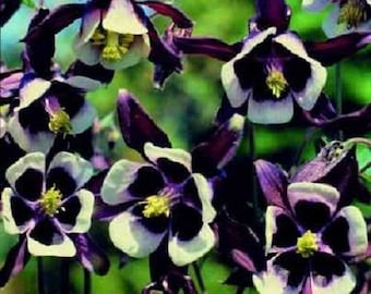 25+ William Guiness Aquilegia Colombina / Perenne / Semi di fiori.