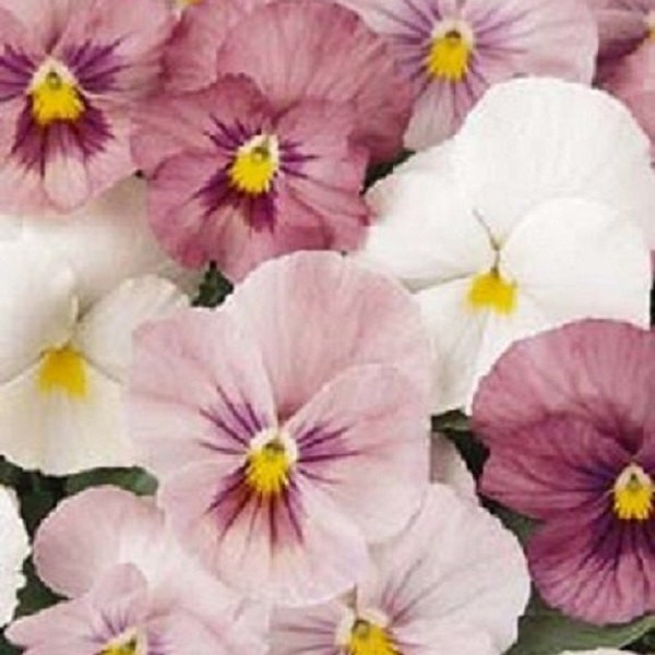 35+ Pansy Pink Panola / Annual / Flower Seeds.