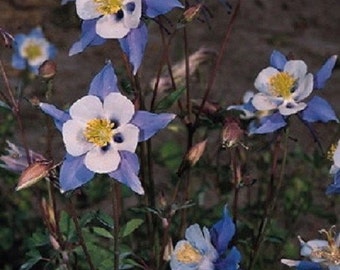 25 White Blue Star Aquilegia Flower Seeds Mix Perennial Red