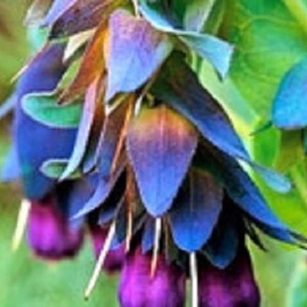 25+ Cerinthe Major Blue Shrimp / Re-siembra Anual / Semillas de flores.