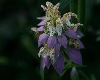 50+ Monarda manchado/bálsamo de abeja/perenne/semillas de flores.