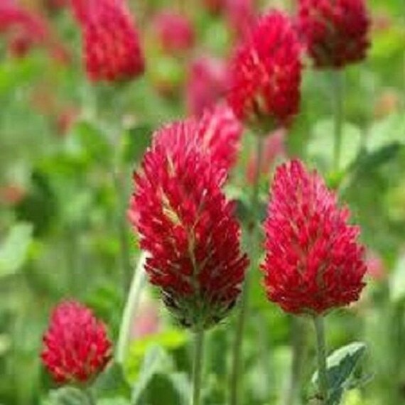100 Crimson Red Clover / Perennial Flower Seeds Etsy