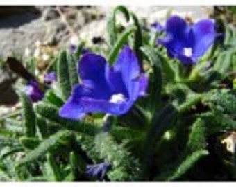 30+ Blue Angel Anchusa / Perennial / Flower Seeds.