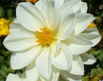 15+ White Mignon Dahlia / Annual / Flower Seeds.