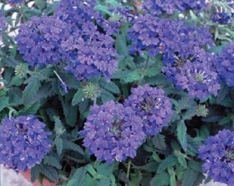 50+ Quartz Blue Verbena / Perennial / Flower Seeds.
