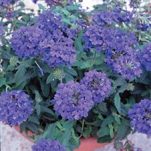 35 Verbena Blue Lagoon / Deer Resistant / Perennial / Flower Etsy