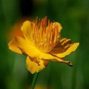 May include: A close-up of a vibrant yellow flower with multiple petals and a central cluster of orange stamens. The flower is set against a blurred green background, highlighting its bright color and intricate details. The stem is green.