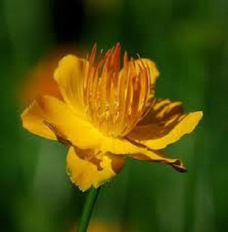 40 Golden Queen Trollius / Globe Flower / Perennial / Flower Seeds. image 1