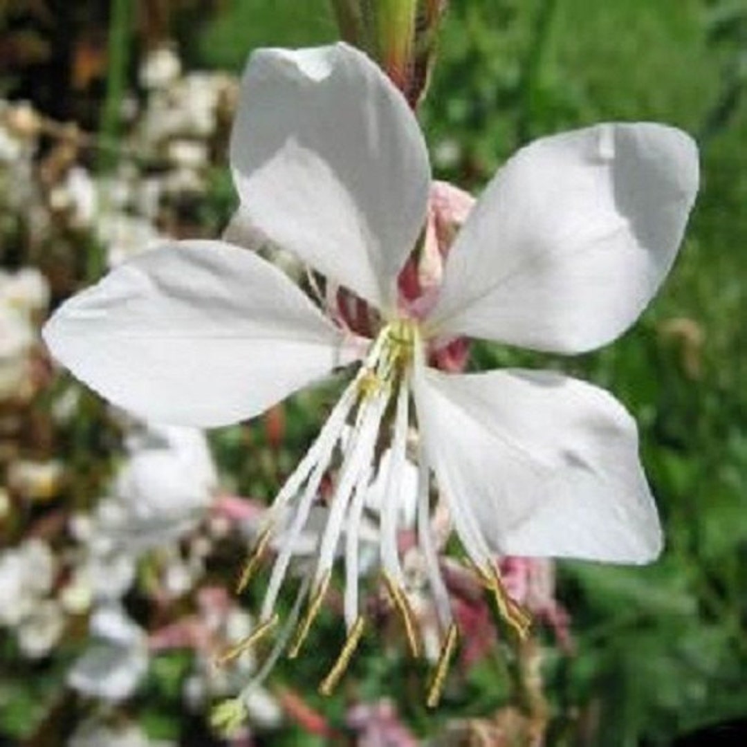 20 Gaura the Bride / Reseeding Annual / Flower Seeds. Etsy