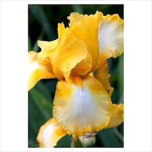 Peut inclure: Une fleur d'iris jaune et blanche aux pétales frisés.
