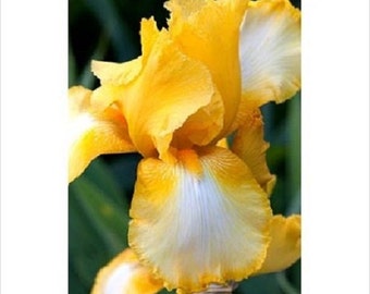 20+ Yellow Bi-Color Bearded Iris / Germanic Iris / Perennial / Flower Seeds.