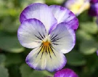 30+ Penny Purple Picotee Viola / Perennial / Flower Seeds.