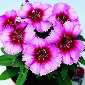 40+ Vampire Dianthus / Fragrant / Long Lasting Perennial / Flower Seeds.
