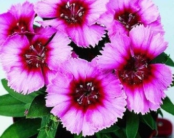 40+ Vampire Dianthus / Fragrant / Long Lasting Perennial / Flower Seeds.