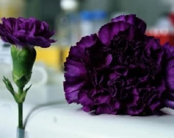 30+ King of Blacks Carnation / Perennial / Flower Seeds.