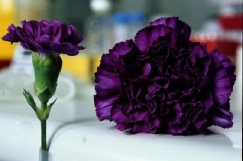 30 King of Blacks Carnation / Perennial / Flower Seeds. Etsy