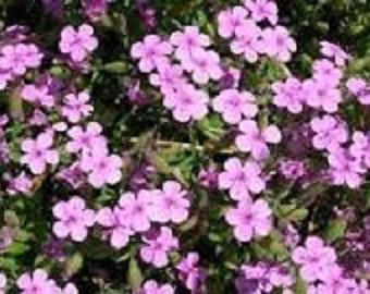 35+ Rose Saponaria Soapwart / Annual / Flower Seeds.