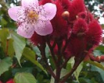 10+ Annatto Lipstick Tree / Perennial / Flower Seeds.