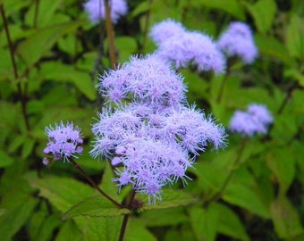 50+ Blue Mist Flower Ageratum / Annual / Flower Seeds.