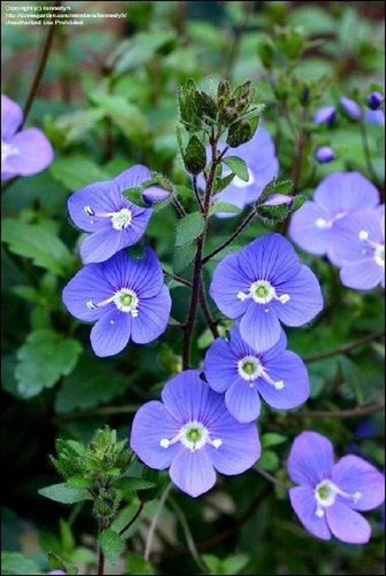 50 Veronica Oxford Blue / Creeping / Speedwall / Vivace / Graines de fleurs. image 1