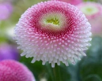 10/50P ベリス・タッソ イチゴとクリームのイングリッシュデイジーの花 