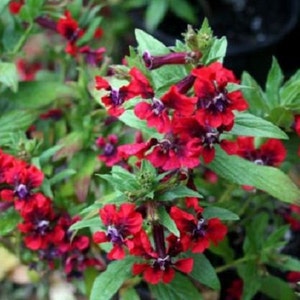 15+ Cuphea Scarlet Red Cigar Plant / Perennial / Flower Seeds.