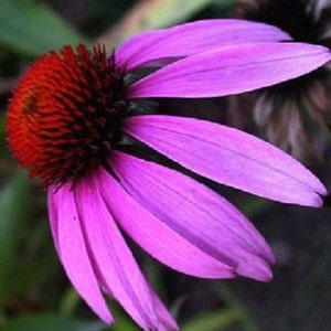 40+ Purple Echinacea / Coneflower / Perennial / Flower Seeds.