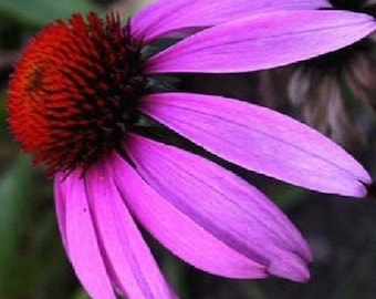 40+ Echinacea viola / Echinacea / Perenne / Semi di fiori.