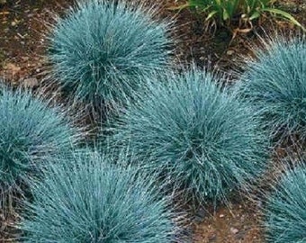 50+ Festuca Fescue Blues Blue / Oramental Grass / Perennial / Flower Seeds.