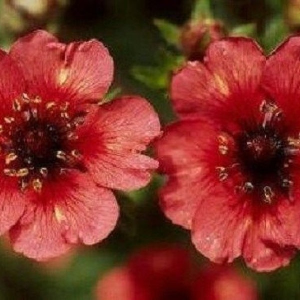 40+ Potentilla Miss Wilmott / Nepalensis / Hardy / Perennial / Flower Seeds.