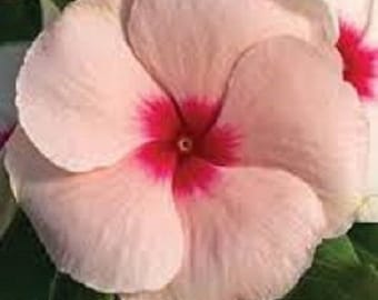 40+ color melocotón vinca/bígaro/fragante/anual/semillas de flores.