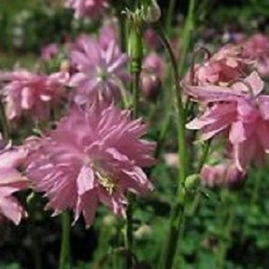 May include: A cluster of pink columbine flowers with delicate petals and long, slender stems. The flowers are in full bloom and have a soft, romantic look.