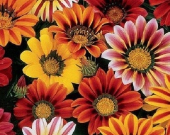 30+ Sunshine Mix Gazania / Trockenheitsverträglich / Wiederaussaat von Einjährigen / Blumensamen.