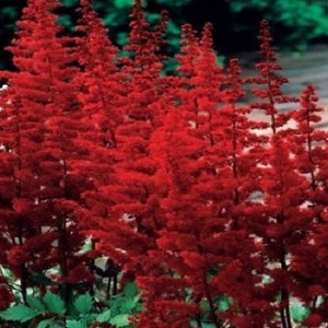 25+ Red Astilbe / Perennial / Flower Seeds.