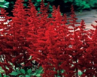 25+ Red Astilbe / Perennial / Flower Seeds.