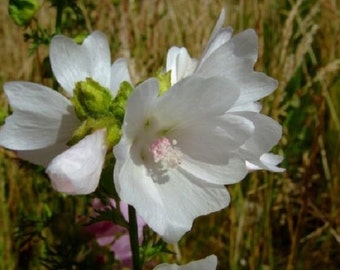 30+ Malva White Perfection with Pink Antlers / Perennial / Flower Seeds.